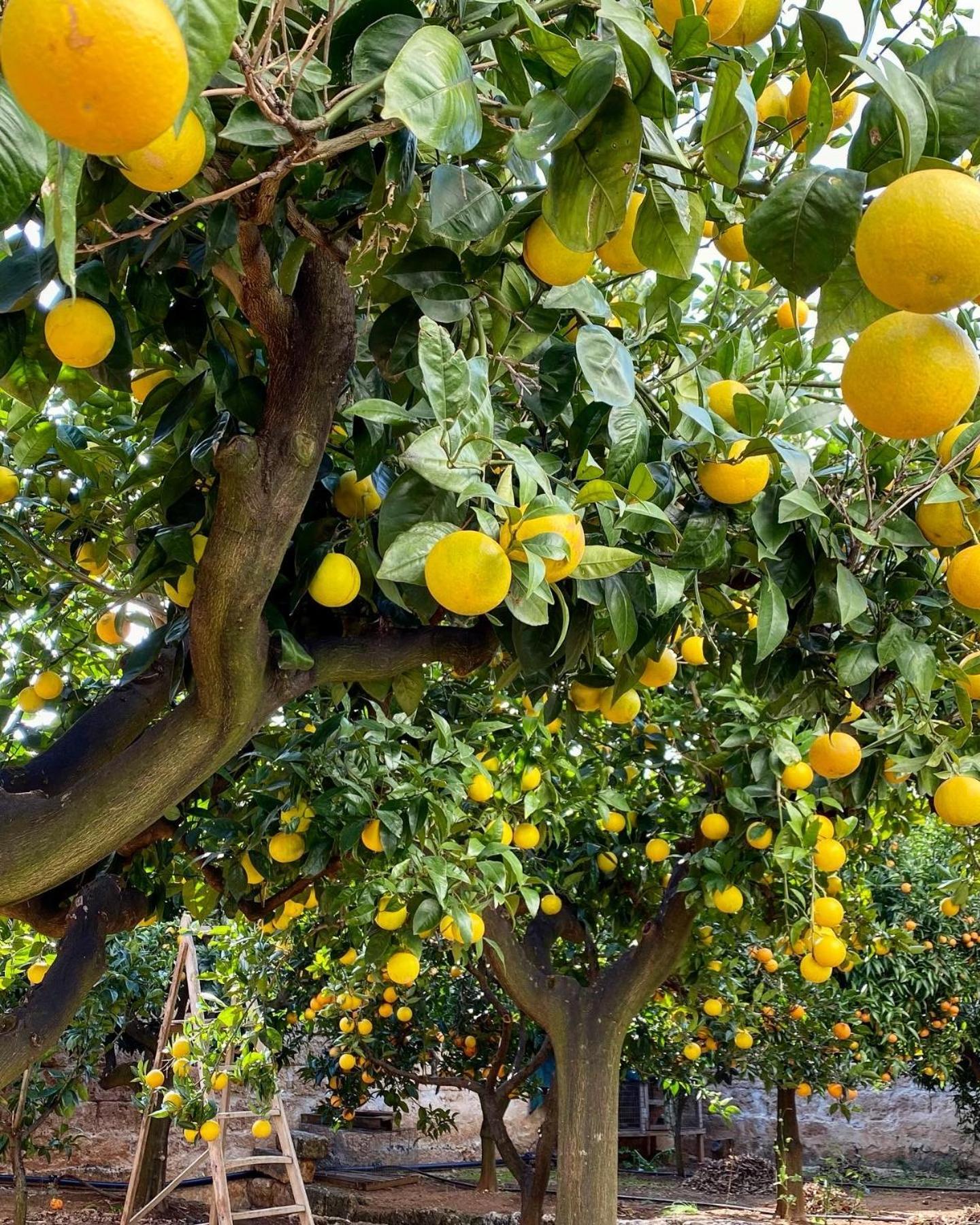 מונופולי Masseria Mammella מראה חיצוני תמונה